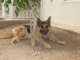 lampi